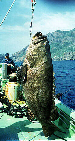 Image of Brindle Bass