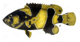 Image of Brindle Bass