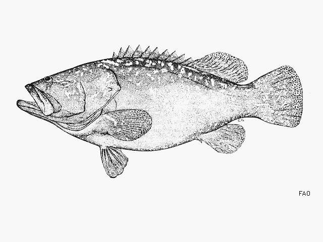 Image of Brindle Bass