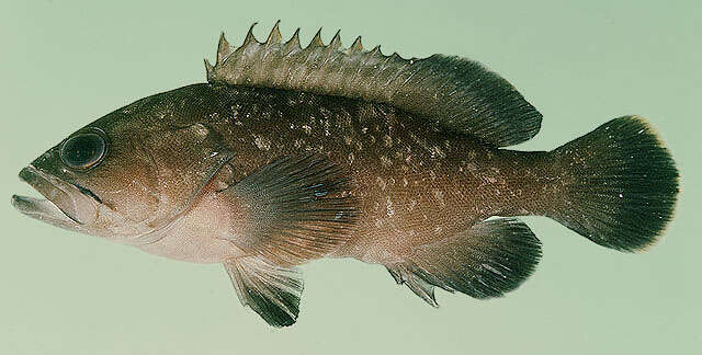 Image of Dusky Grouper