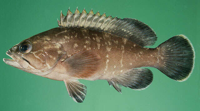 Image of Dusky Grouper