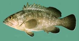 Image of Dusky Grouper