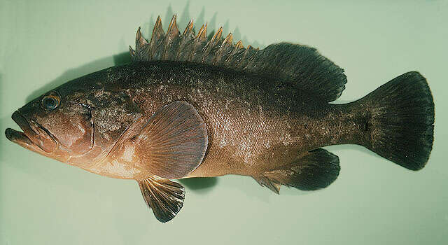 Image of Dusky Grouper