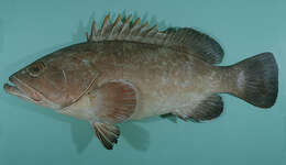 Image of Dusky Grouper