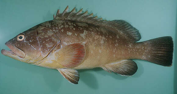 Image of Dusky Grouper