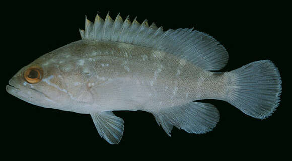 Image of Dusky Grouper