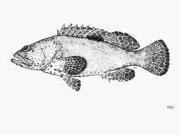 Image of Black-spot grouper