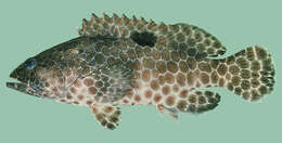 Image of Black-spot grouper