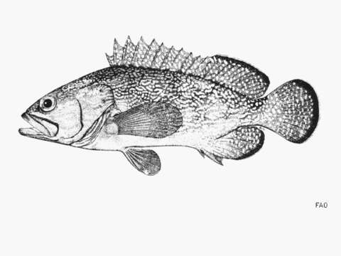 Image of Speckled-fin Rockcod