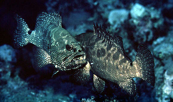 Image of Camouflage Grouper