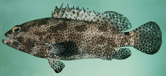 Image of Camouflage Grouper