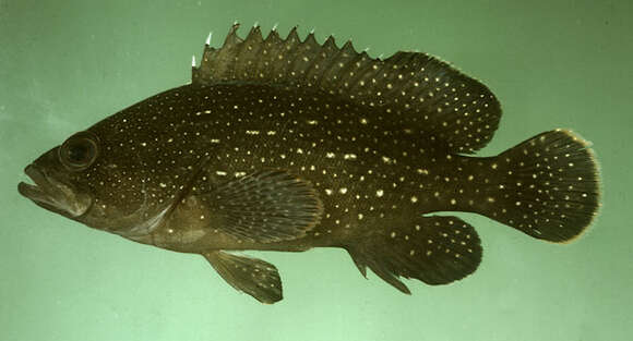 Image of White-dotted grouper