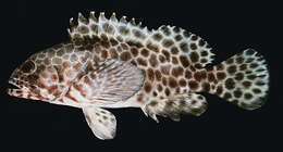 Image of Barred-chest Rock-cod