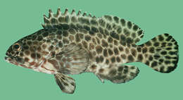 Image of Barred-chest Rock-cod