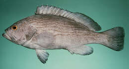 Image of Wavy-lined grouper