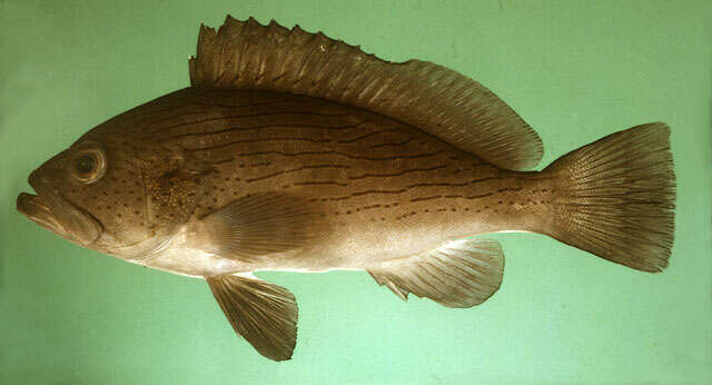 Image of Wavy-lined grouper