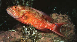 Image of Lunar-tailed Grouper