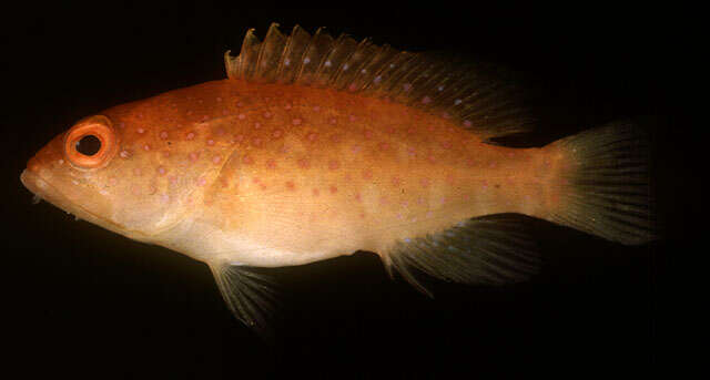 Image of Lunar-tailed Grouper