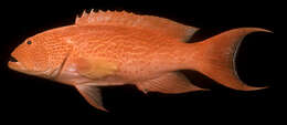 Image of Lunar-tailed Grouper