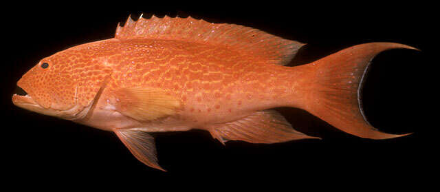 Image of Lunar-tailed Grouper