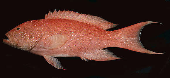 Image of Lunar-tailed Grouper