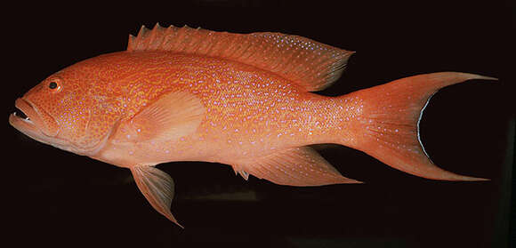 Image of Lunar-tailed Grouper