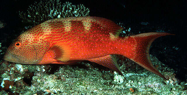 Image of Lunar-tailed Grouper