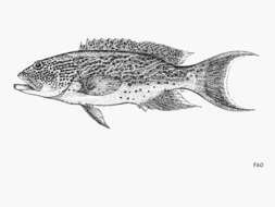 Image of Lunar-tailed Grouper