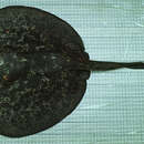Image of Round ribbontail ray