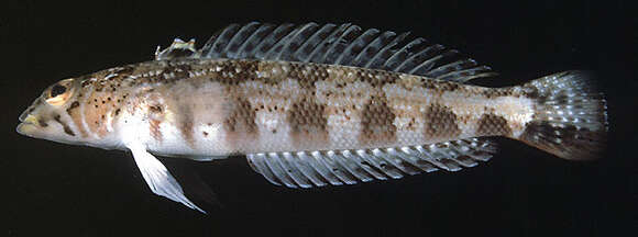 Image of Diagonal sandperch