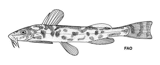 Image of Zaireichthys brevis (Boulenger 1915)