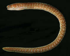 Image of Marbled reef-eel