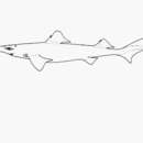 Image of Dumb Gulper Shark