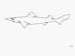 Image of Dumb Gulper Shark