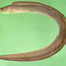 Image of Brown moray Eel