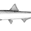 Image of Southern African anchovy