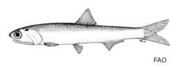 Image of Southern African anchovy