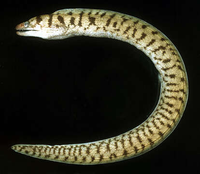 Image of Graceful-tailed moray