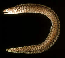 Image of Graceful-tailed moray