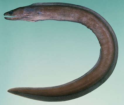 Image of Liver-colored moray eel