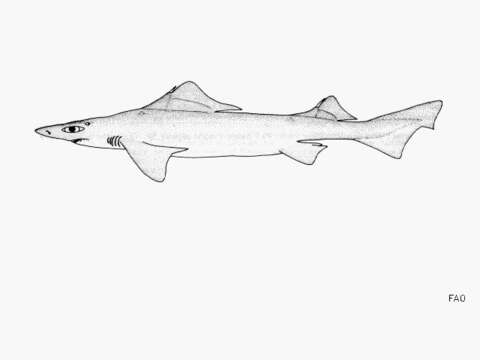 Image of Lowfin Gulper Shark