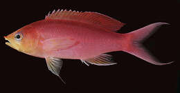 Image of Purple anthias