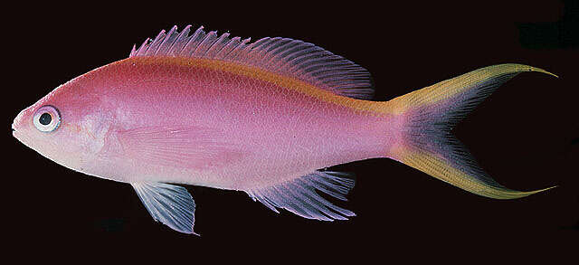 Image of Purple anthias