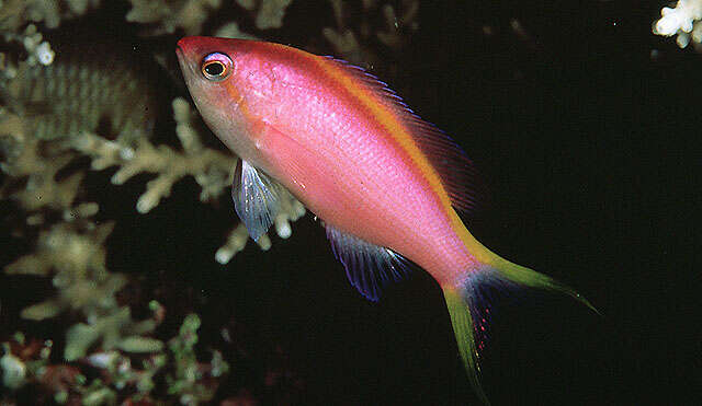 Image of Purple anthias