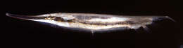 Image of Hinged shrimpfish