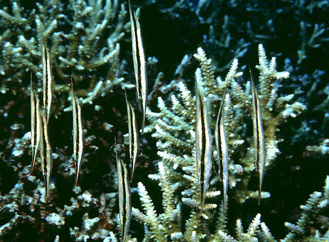 Image of Hinged shrimpfish