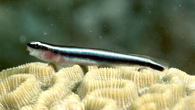 Image of Caribbean neon goby
