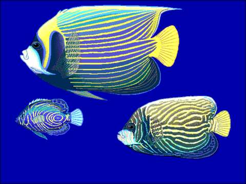 Image of Pomacanthus