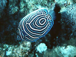 Image of Angelfish