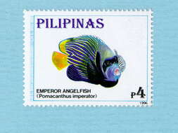 Image of Angelfish